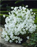 Campanula carpatica Pearl White