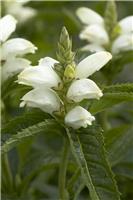 Chelone obliqua alba - White Turtle Head Flower