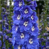 Delphinium 'Summer Skies' - Pacific Giant Delphinium