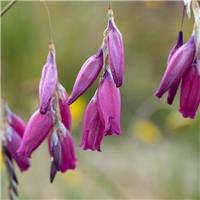 Dierama pulcherrimum - Wind Nymph Cameo - Angels Fishing Rod