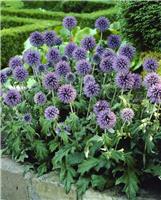 Echinops bannaticus 'Blue Globe'