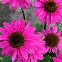 Echinacea purpurea Magnus - Compact Purple Cone Flower