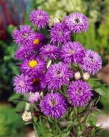 Erigeron 'Azure Fairy'