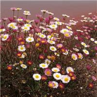 Erigeron karvinskianus - Mexican Fleabane