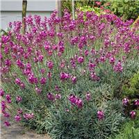 Erysimum Bowles Mauve - Perennial Wallflower