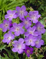 Geranium 'Johnson's Blue' - Hardy Blue Geranium