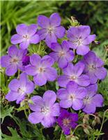 Geranium 'Johnson's Blue'