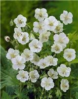 Geranium phaeum 'Album' - Dusky Cranesbill
