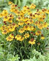 Helenium 'Wyndley'