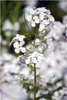 Hesperis matronalis albiflora - White Sweet Rocket