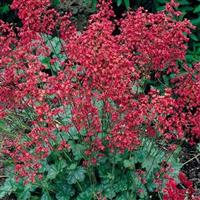 Heuchera sanguinea 'Coral Forest'