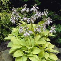 Hosta 'August Moon'