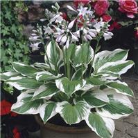 Hosta fortunei 'Patriot'