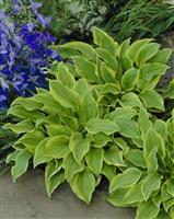 Hosta 'Golden Tiara'