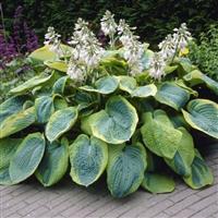 Hosta sieboldiana 'Frances Williams'