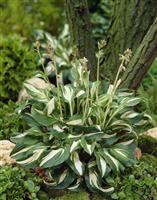 Hosta undulata 'Mediovariegata'
