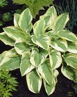 Hosta 'Wide Brim'