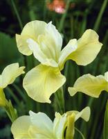 Iris sibirica Butter and Sugar
