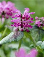 Lamium maculatum 'Beacon Silver'