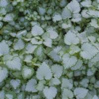 Lamium maculatum 'Pink Pewter'