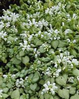 Lamium maculatum 'White Nancy'