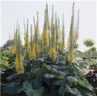 Ligularia 'The Rocket'
