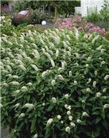 Lysimachia clethroides