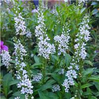 Lysimachia ephemerum