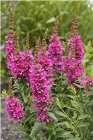 Lythrum salicaria 'Robert'