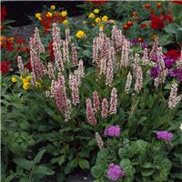 Persicaria affinis 'Donald Lowndes'
