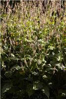 Persicaria amplexicaulis 'Rosea'