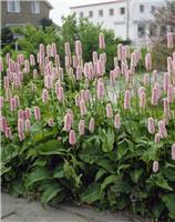 Persicaria bistorta 'Superba'