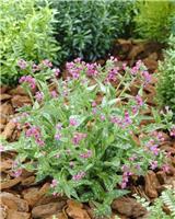 Pulmonaria Raspberry Splash