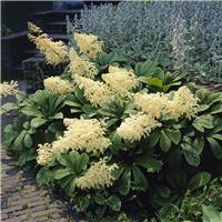 Rodgersia aesculifolia Alba