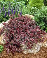 Sedum 'Bertram Anderson'