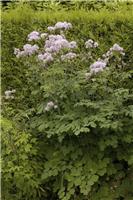 Thalictrum aquilegifolium