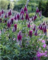 Trifolium rubens