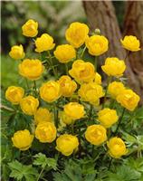 Trollius x Cultorum 'Lemon Queen'