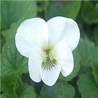 Viola sororia 'Albiflora'