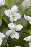 Viola sororia 'Freckles'