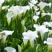 Zantedeschia aethiopica 'Crowborough' - Hardy White Calla Lily