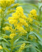 Solidago Goldkind - Dwarf Golden Rod