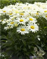 Leucanthemum maximum Broadway Lights - Shasta Daisy