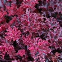 Heuchera Melting Fire - Coral Bells