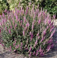 Veronica spicata Pink Damask - Speedwell
