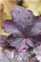 Heuchera Midnight Rose