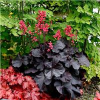 Heuchera Black Forest Cake