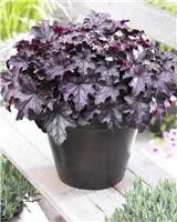 Heuchera Blackberry Jam