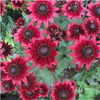 Rudbeckia Cherry Brandy - Cone Flower
