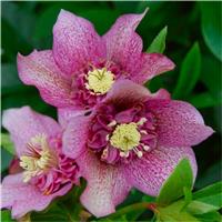 Helleborus orientalis Tutu - Rare Double Pleated Hellebore